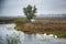 Pack of gooses swimming in Comana delta 