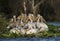 Pack of great white Pelicans gathered for roosting in Lake Naivasha, Kenya