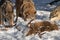 Pack of Grey Wolves Canis lupus Eyes Over Body of White-tail Deer Winter