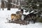 Pack of Grey Wolves Canis lupus Lined Up at White-Tail Deer Carcass Winter