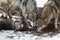 Pack of Grey Wolves Canis lupus Sniff at White-Tail Deer Head Winter