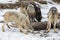 Pack of Grey Wolves Canis lupus Sniff at White-Tail Deer Winter