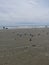 Pack of gulls walking on shore surf