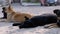 Pack of Homeless Dogs Lie on the Street. Four Guard Dogs on Car Parking