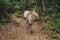 Pack horse carrying goods in jungle / forest landscape