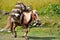 Pack Horse in The Himalayas