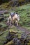 Pack Horse on Mountain Trail in Peru