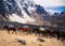 Pack horses in the Andes mountains