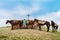 Pack horses delivering bricks to the site of the restoration of the destroyed chapel