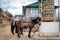Pack Horses Tied to Prayer Wheel