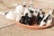 A pack of Jack Russell Terrier puppies are standing in a red bowl. Dogs are 7, 5 weeks old