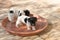 A pack of Jack Russell Terrier puppies are standing in a red bowl. Dogs are 7, 5 weeks old