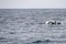 Pack of killer whales surfacing at Andenes, Norway