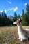 Pack llama relaxes in a meadow in Wyoming. Sitting and wearing a leash