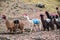 A pack of Llamas in the Andes Mountains. Ausangate, Cusco, Peru