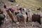 A pack of Llamas in the Andes Mountains. Ausangate, Cusco, Peru