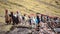 A pack of Llamas in the Cordillera Vilcanota. Ausangate, Cusco, Peru