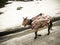 Pack Mule carrying firewood