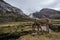 Pack mule grazing in Taullipampa camp and remains of an avalanche in the background in the trekking of the quebrada santa cruz