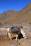 Pack mule Toubkal National Park Morocco