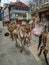 Pack mules without load walks through Lukla town in Nepal