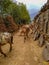 Pack mules without load walks past a prayer wall in Nepal