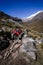 pack mules transporting mountain equipment in trekking of the quebrada santa cruz with snowy mountains in the background