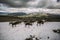 Pack of Norwegian Reindeer on a snow patch