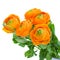 Pack of orange ranunculus flowers