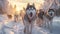 A pack of powerful huskies gracefully pulls a sled through
