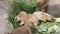 Pack of Prairie Dogs eating grass on a summer afternoon