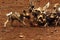The pack of puppies of African wild dog, African hunting dog, African painted dog or painted wolf Lycaon pictus fighting for for