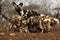 Pack of puppies of African wild dogs Lycaon pictus with their mother behind them eating the rests after successful hunt
