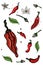 Pack Red hot chili pepper. Isolated doodles. Vegetarian cuisine. Botanical illustration of chili pepper. - Vector