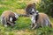 Pack of Ring-tailed lemur animals, Lemur catta, in a zoological garden