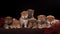 Pack of seven shiba inu puppies and looking in