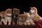 Pack of seven shiba inu puppies and looking in camera