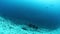 Pack of sharks in underwater marine wildlife of Fiji.