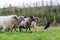 Pack of sheep with an Australian Shepherd dog