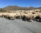 A pack of sheeps crossing the road