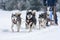 A pack of siberian huskies and malamuts participating in the dog sled racing contest