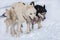 A pack of siberian huskies and malamuts participating in the dog sled racing contest