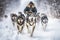A pack of Siberian huskies run harnessed to a sleigh in winter