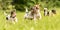 A pack of small Jack Russell Terrier are running and playing together in the meadow with a ball
