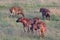 Pack of spotted hyenas hunting