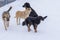 Pack of stray big dogs on a street