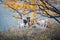A pack of stray dogs on bright autumn nature background