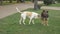 A pack of stray dogs in a city Park on the lawn. spring.