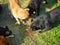 Pack of stray dogs eating dry food