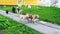 Pack of stray dogs in a village on a green lawn